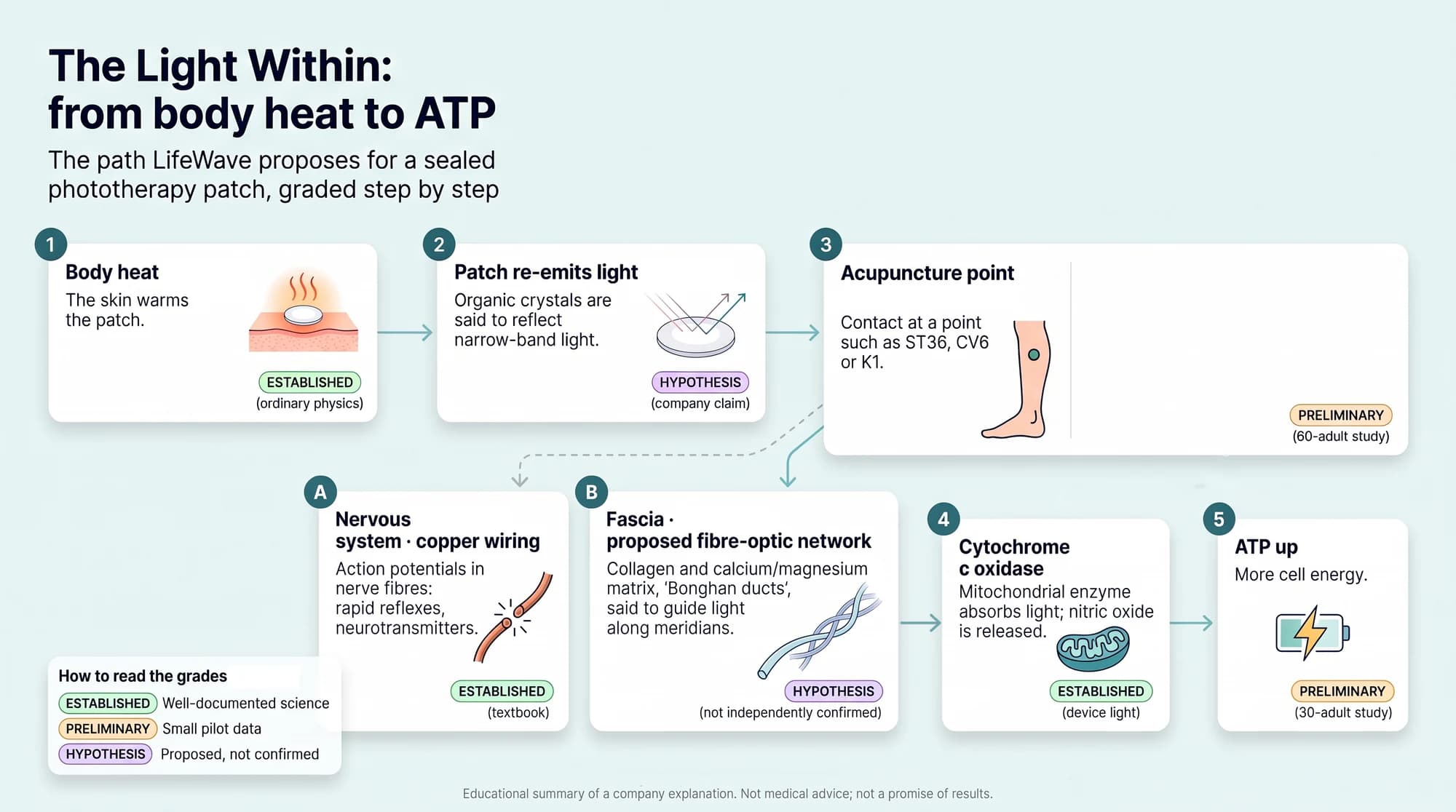 Flow chart titled The Light Within: from body heat to ATP, with an evidence grade on every step. Step 1, body heat warms the patch: established. Step 2, the patch re-emits narrow-band light: hypothesis, a company claim. Step 3, contact at an acupuncture point such as ST36, CV6 or K1: preliminary, from a 60-adult study. Then two branches: A, the nervous system as copper wiring, established; and B, a proposed fibre-optic fascia network, hypothesis. Step 4, cytochrome c oxidase absorbs light and nitric oxide is released: established for light from devices. Step 5, ATP rises: preliminary